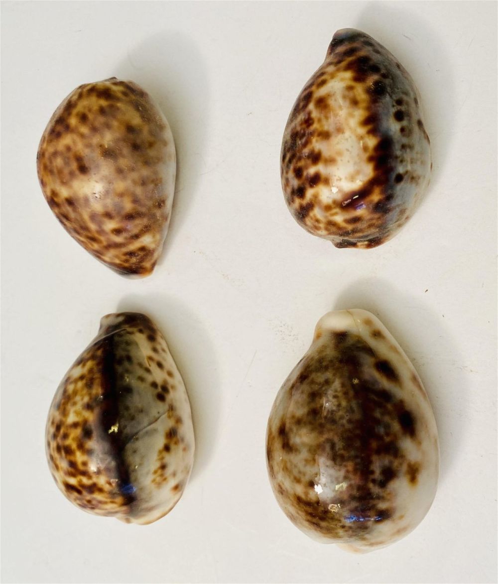Lot 361: 4 cowrie seashells from Phillippines