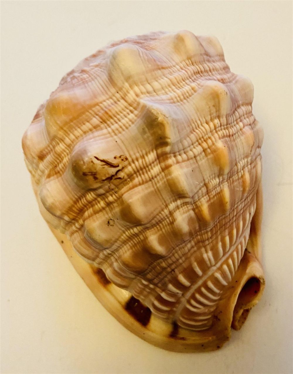 Lot 362: Cameo shell specimen - 5-6 inches
