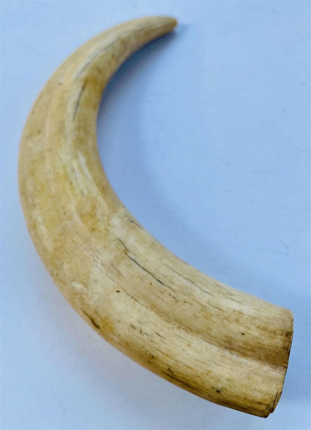 Lot 375: Boar horn specimen natural