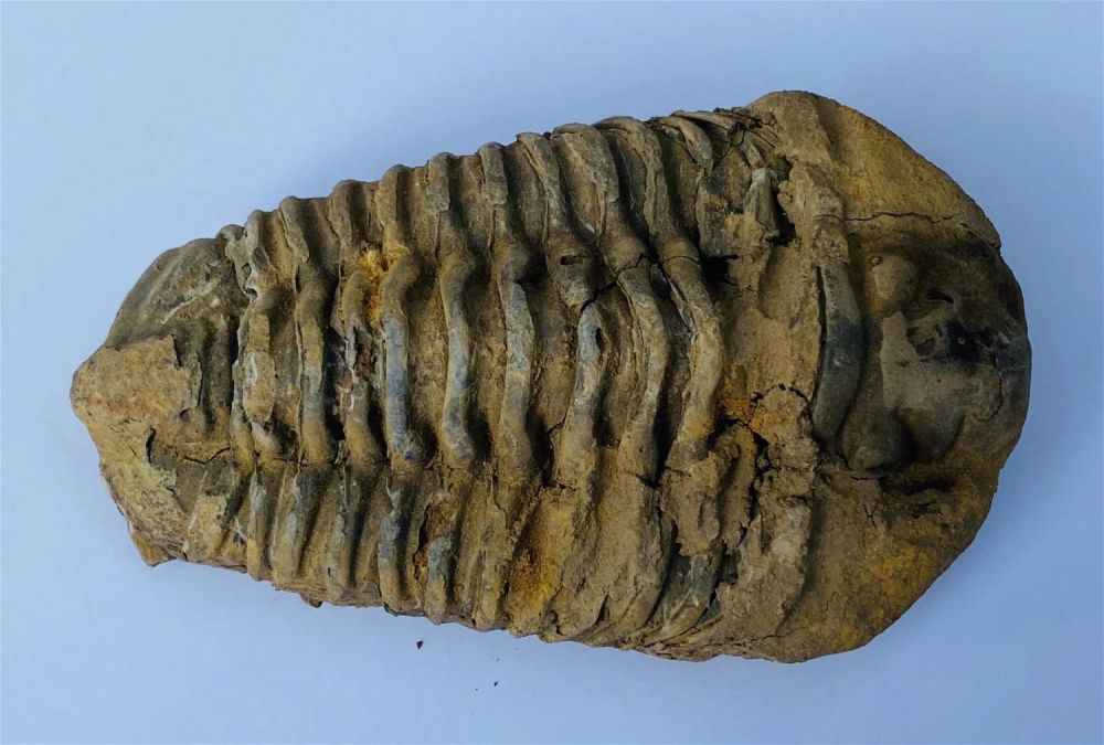 Lot 442: Trilobite fossil specimen Morroccan