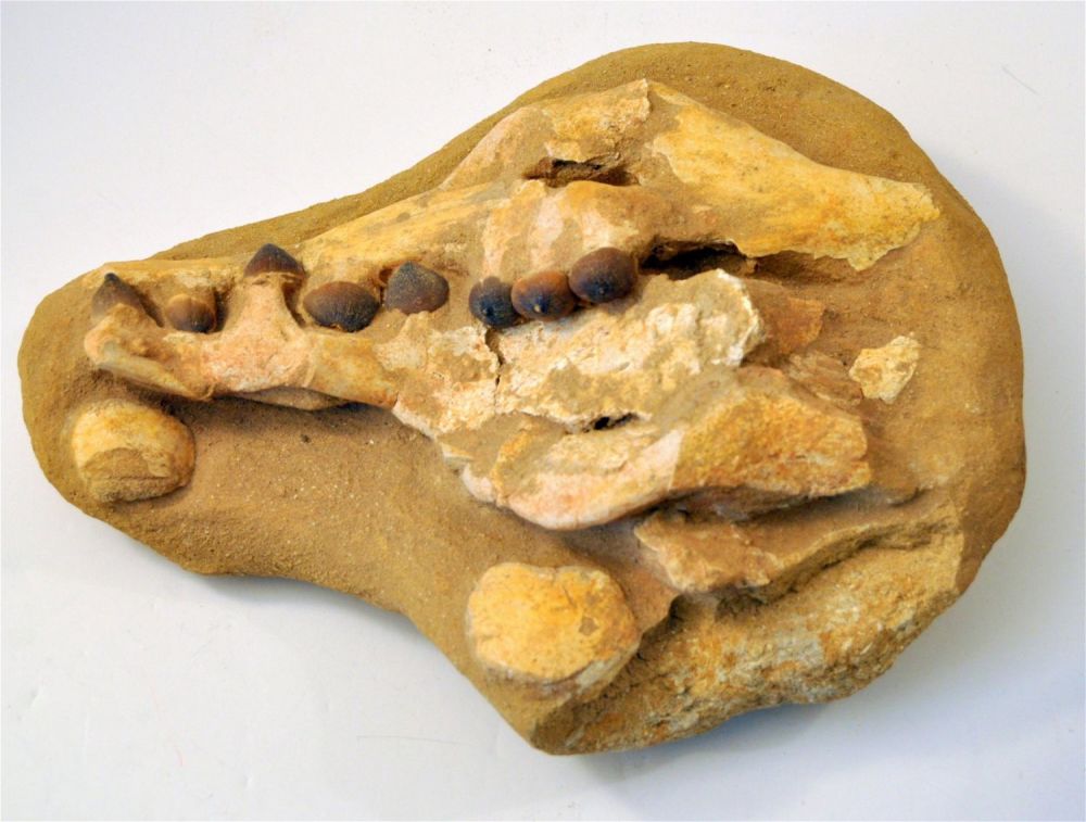 Lot 89: Globodont dinosaur jaw specimen