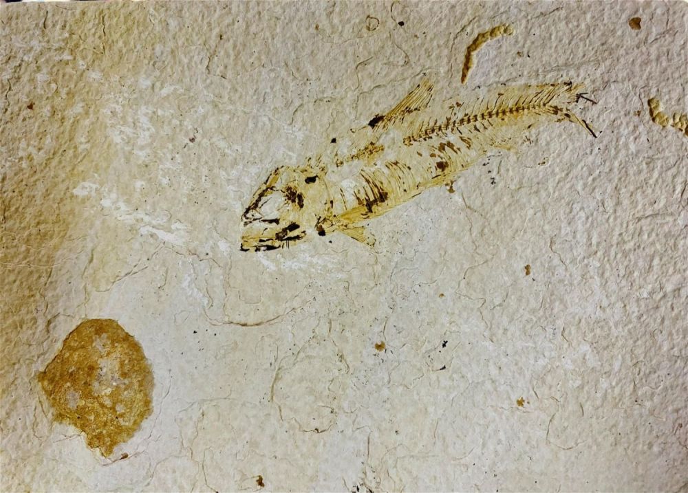 Lot 494: Ancient fish fossil specimen in matrix