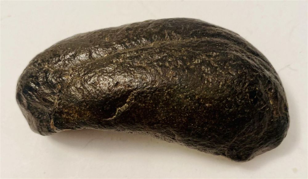 Lot 247: Fossil ear drum of whale