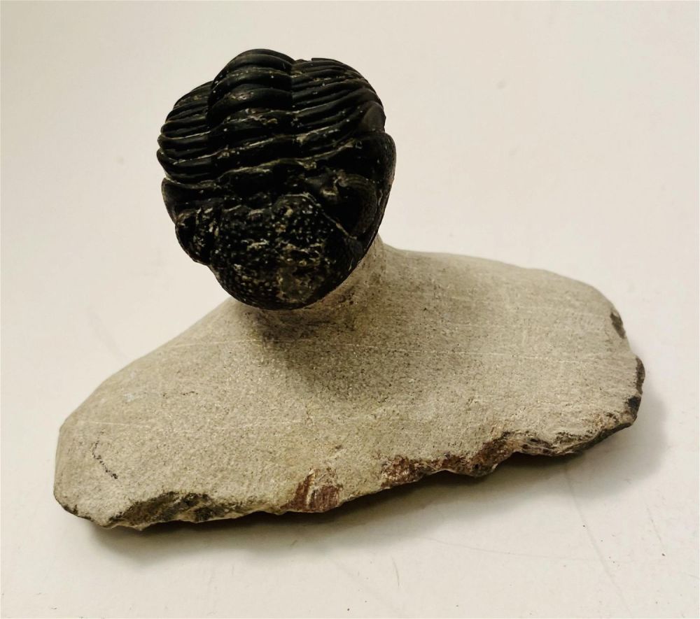 Lot 295: Enfolded ancient fossil trilobite