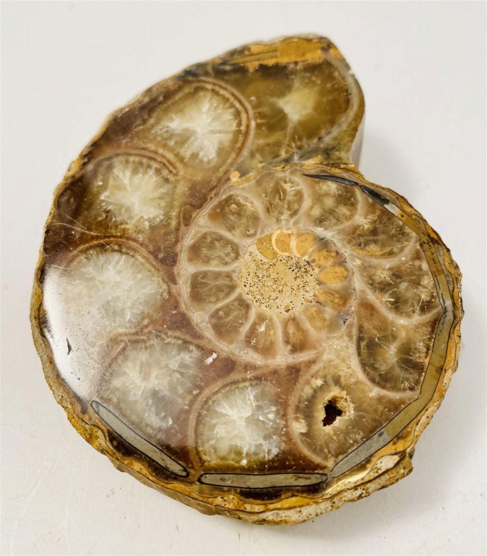 Lot 302: Polished ammonite fossil specimen