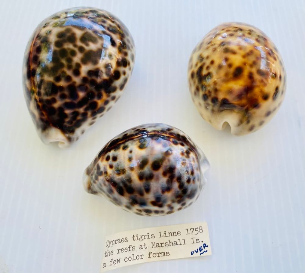 Lot 393: 3 cowrie seashells from old collection