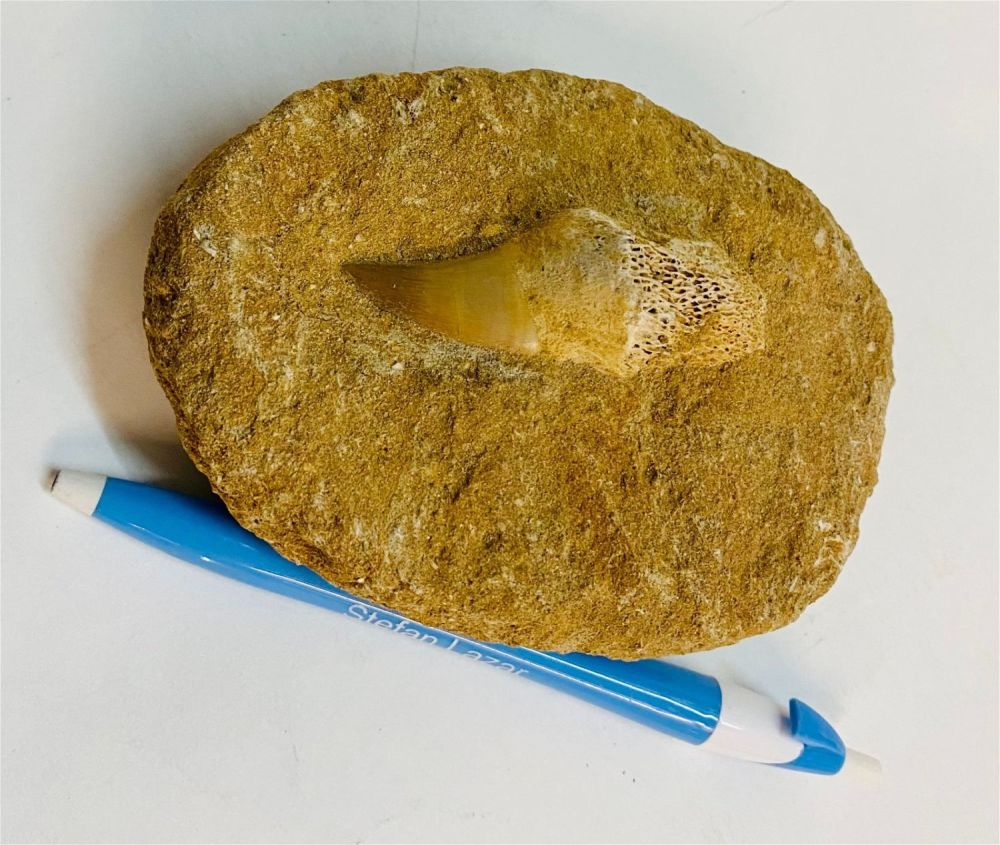 Lot 385: Dinosaur hadosaur tooth in matrix