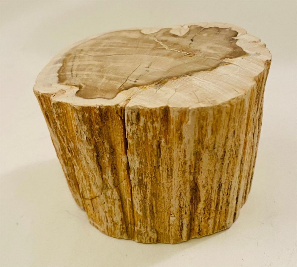 Lot 408: Petrified wood polished limb