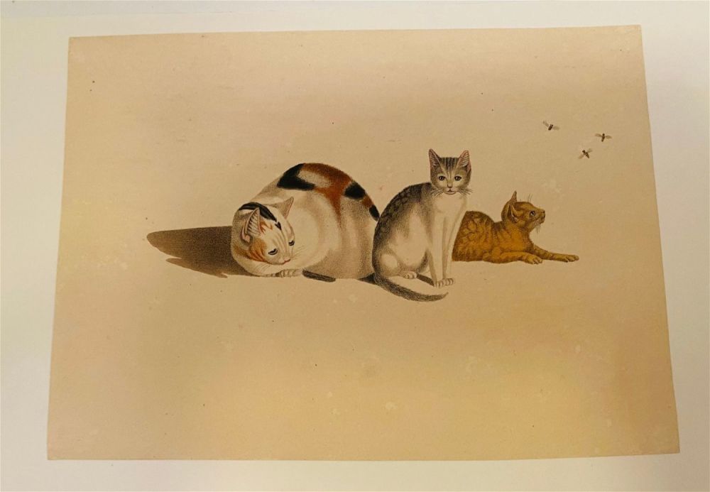 Lot 424: Signed Carl Reichert cat lithograph-1875