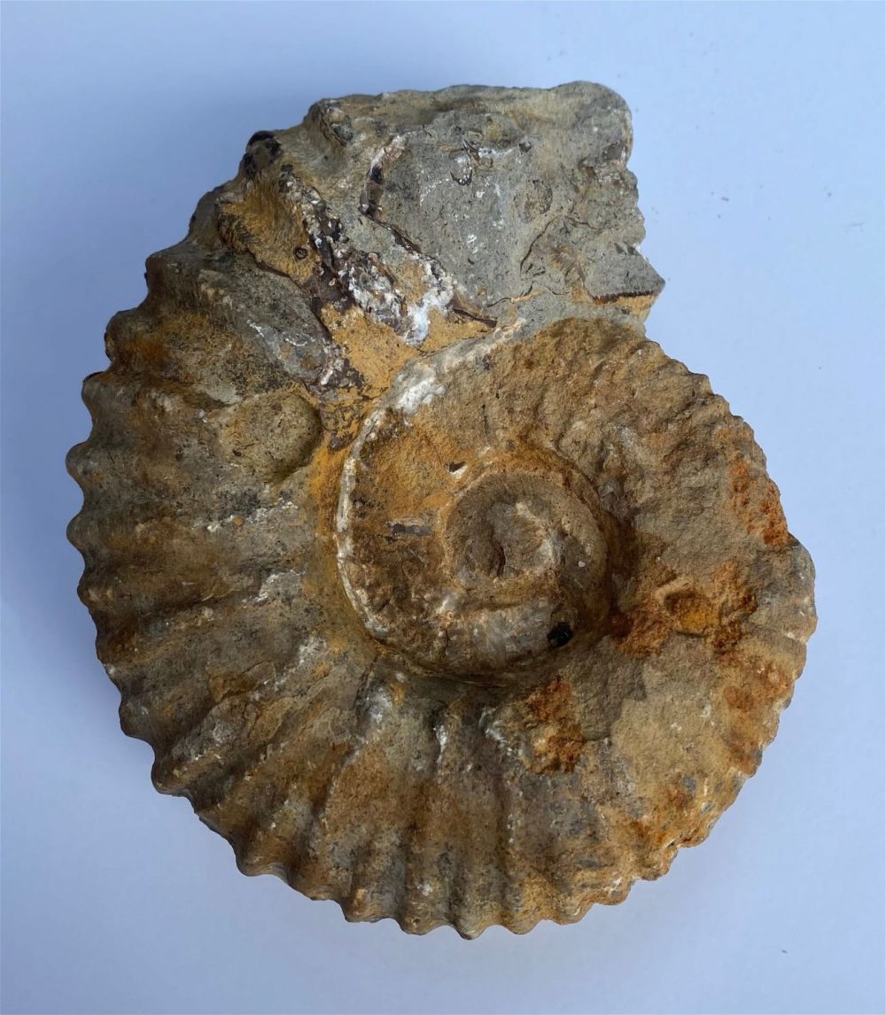 Lot 444: Ammonite fossil specimen large