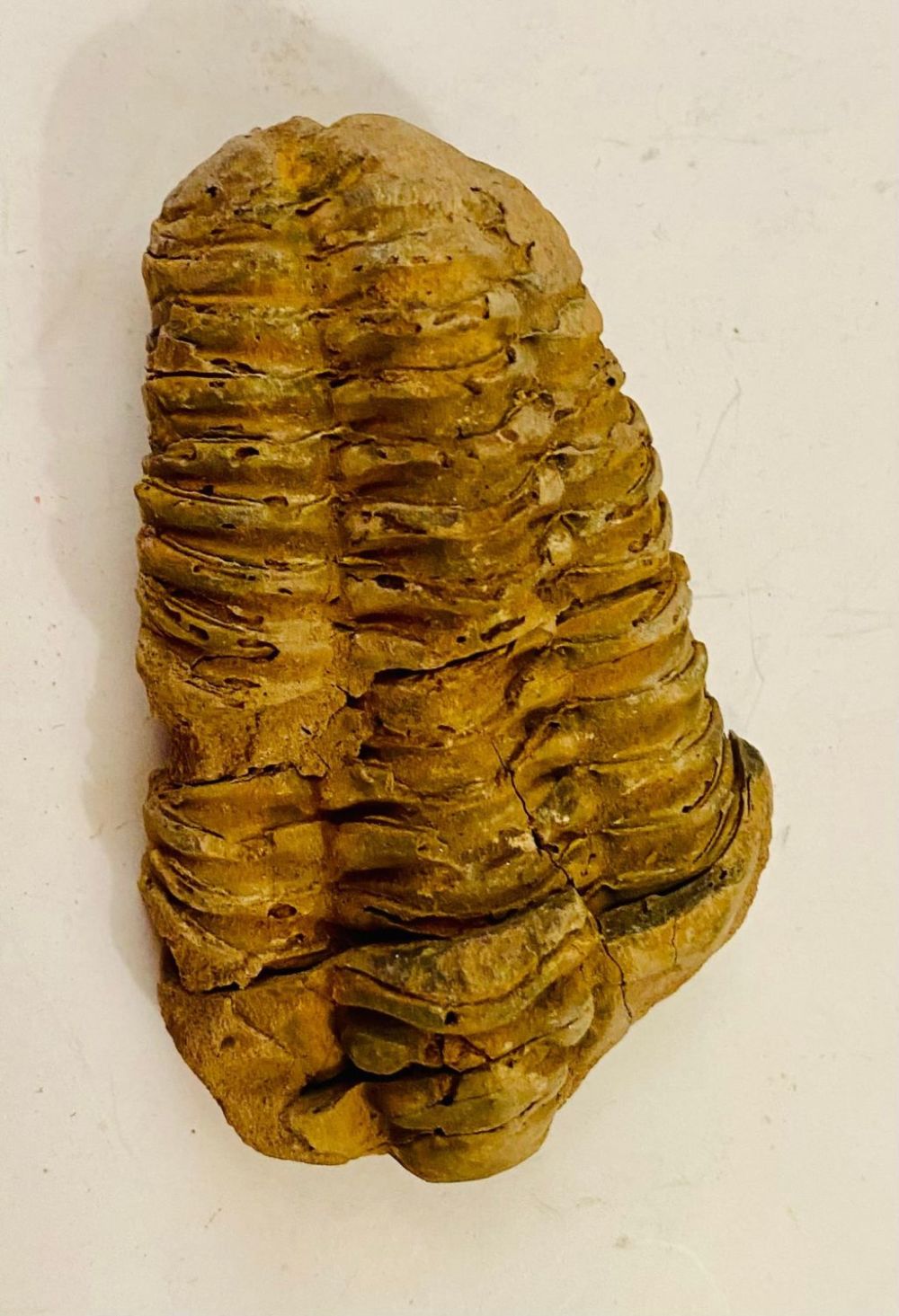 Lot 365: Trilobite mineral fossil specimen