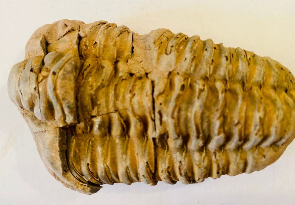 Lot 278: Fossil trilobite specimen Morrocco