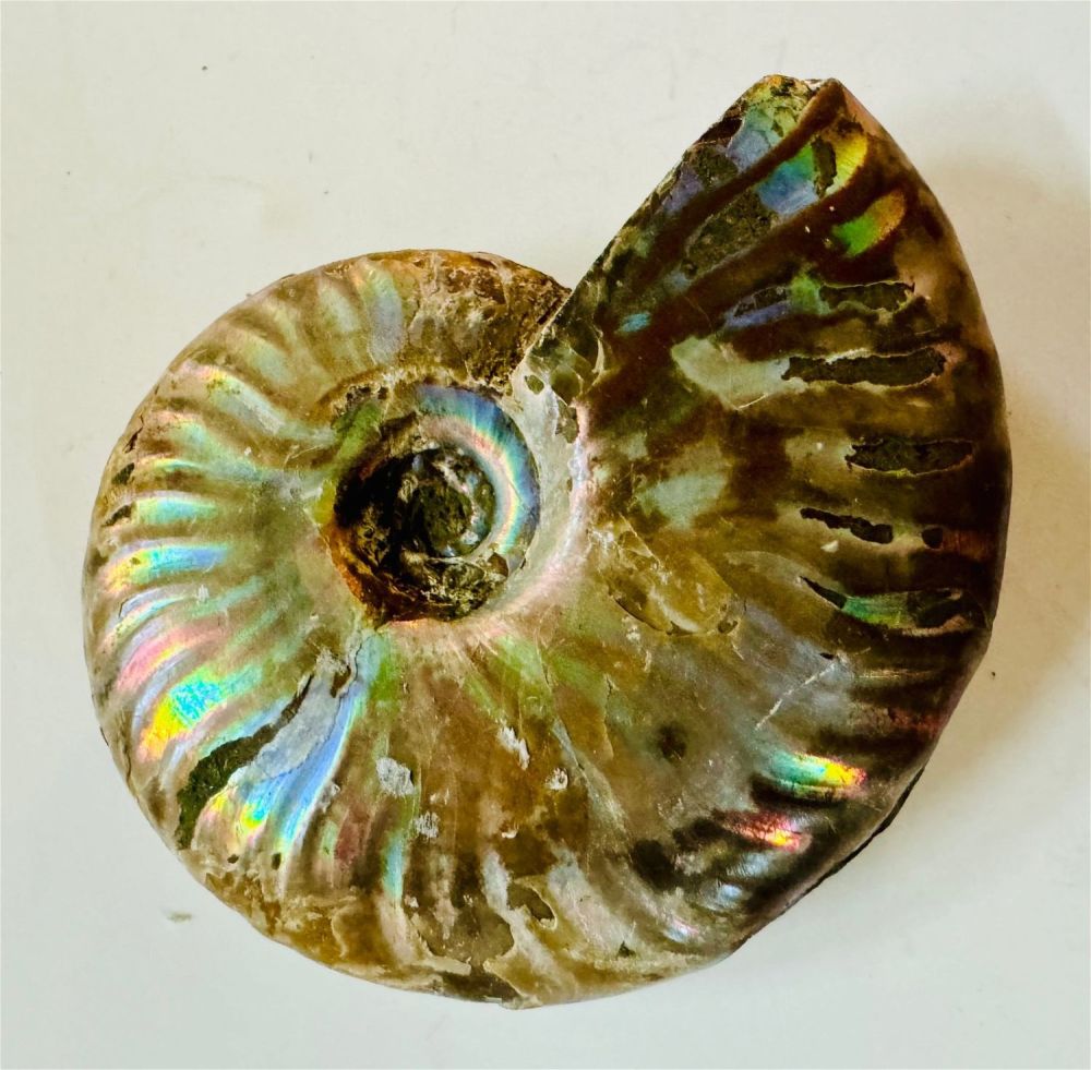 Lot 67: Rainbow fossil  ammonite specimen
