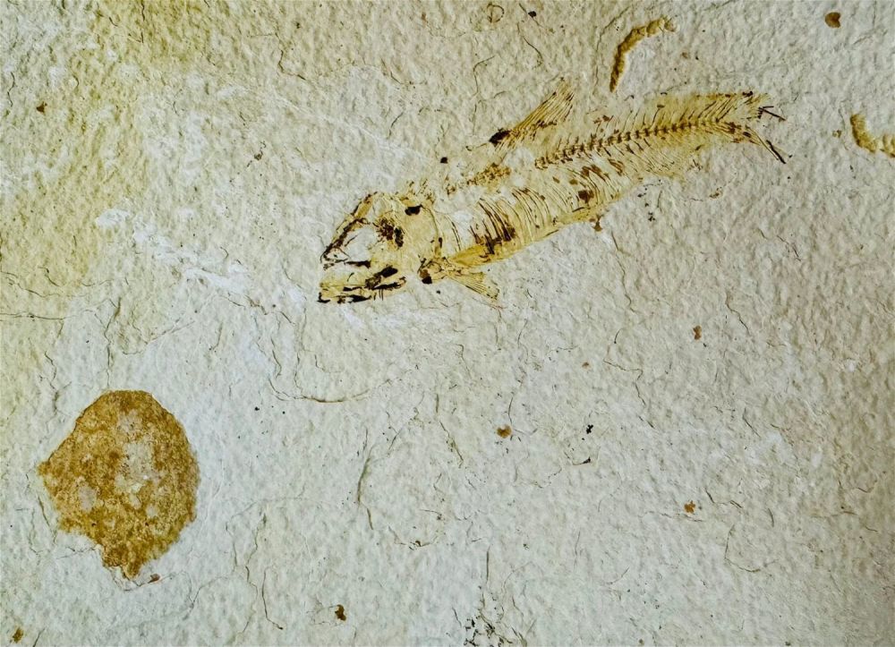 Lot 73: Ancient fish fossil specimen in matrix