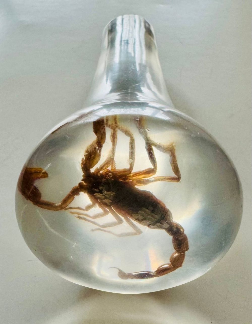 Lot 295: Scorpion in lucite clear knob handle