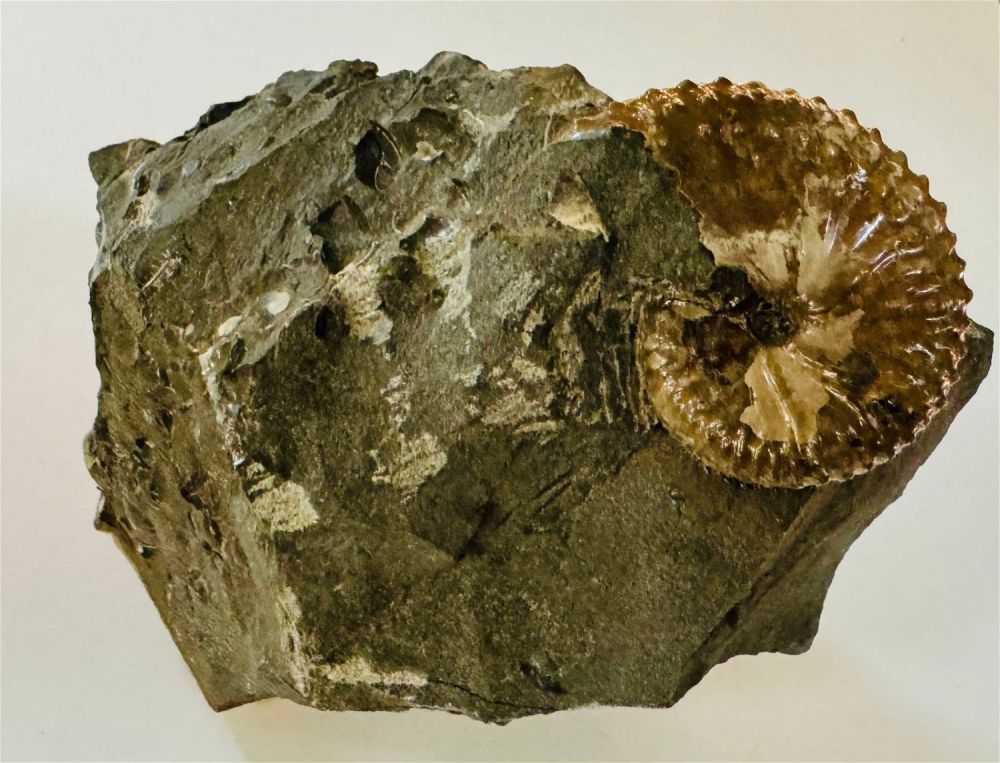 Lot 346: Ammonite on matrix fossil specimen