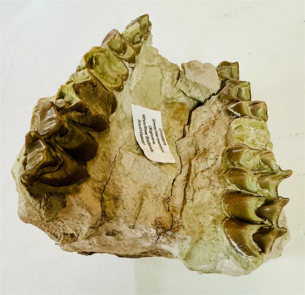 Lot 246: Partial oreodont skull/teeth jaw fossil