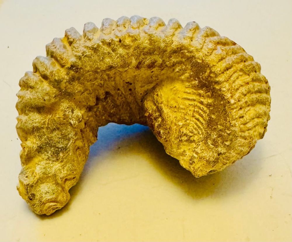 Lot 278: Mollusk fossil clam specimen