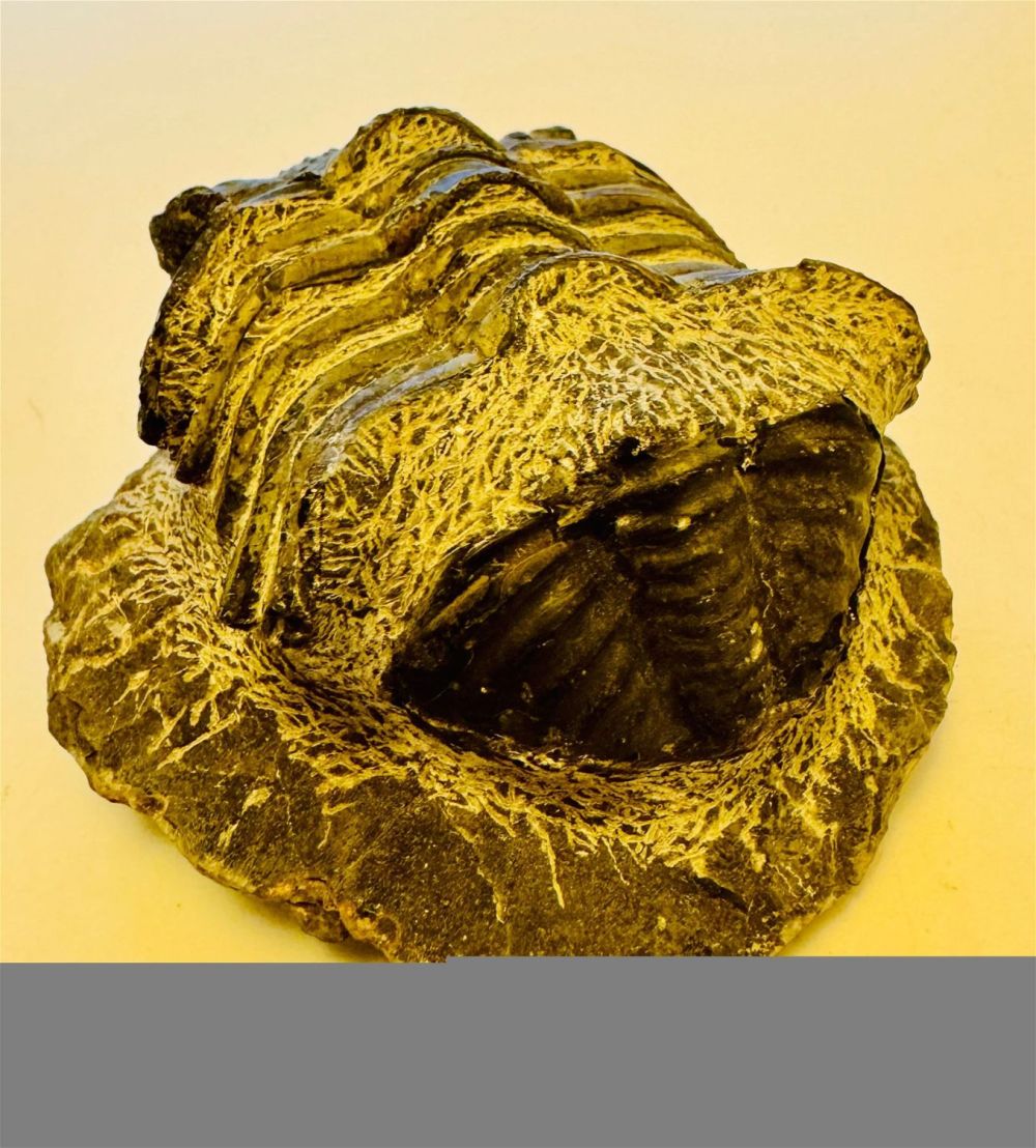Lot 279: Large trilobite fossil specimen