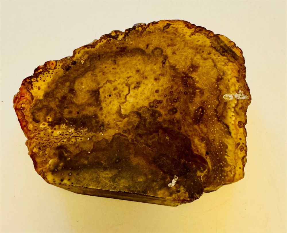 Lot 280: Petrified wood slice/specimen