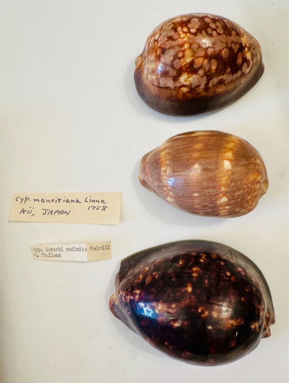 Lot 309: Seashell cowries -collector pieces from old collection
