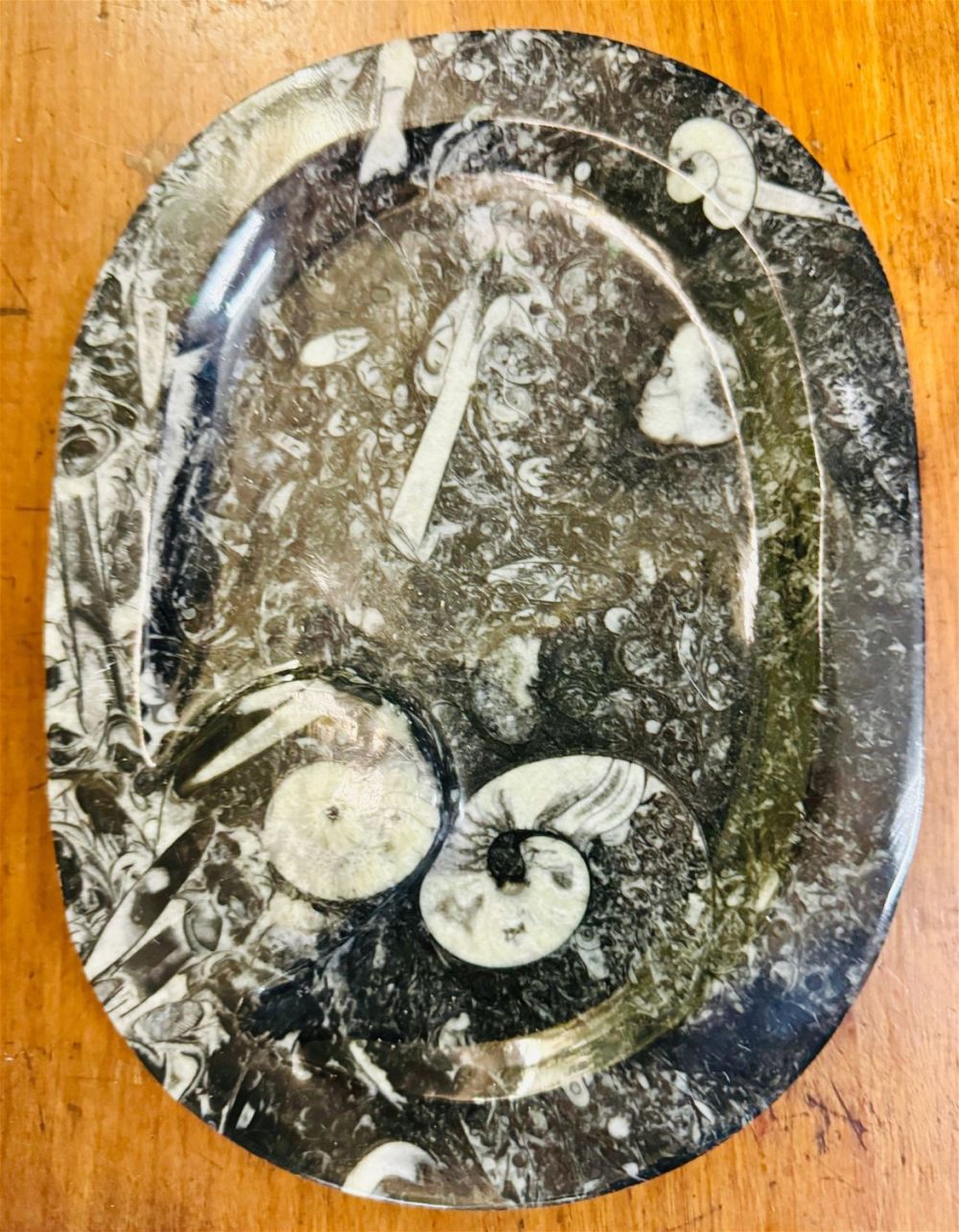 Lot 250: Ammonite fossil tray plate