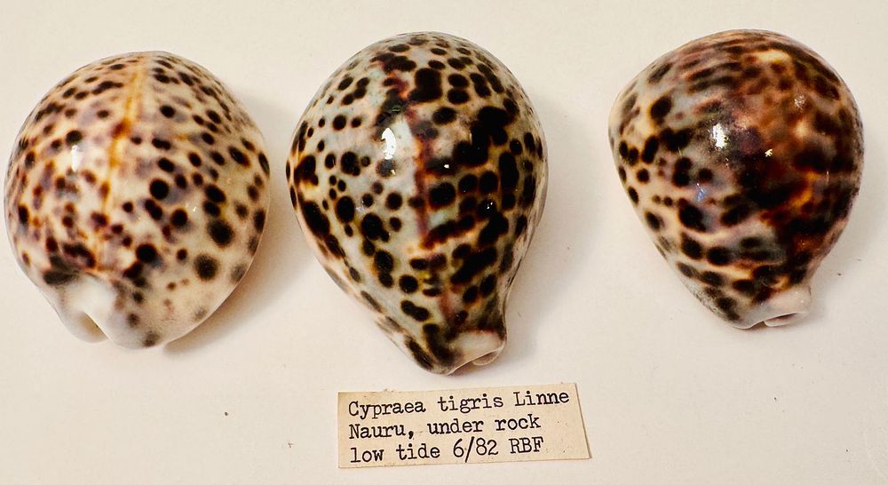 Lot 159: Cowrie seashell specimens from collection
