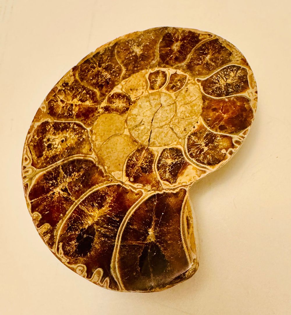 Lot 218: Ammonite fossil goniatite specimen