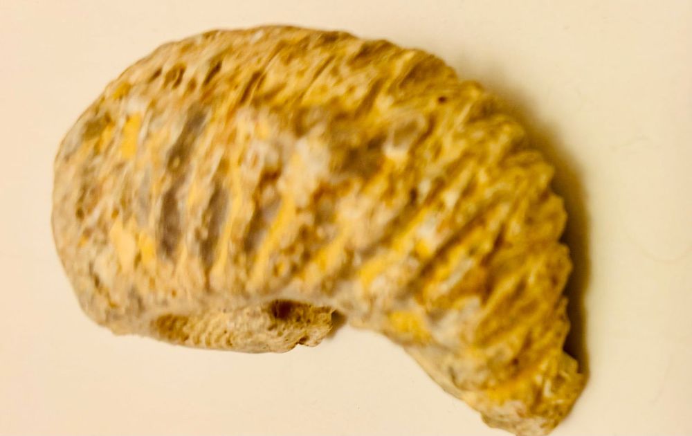 Lot 229: Petrified clam specimen complete