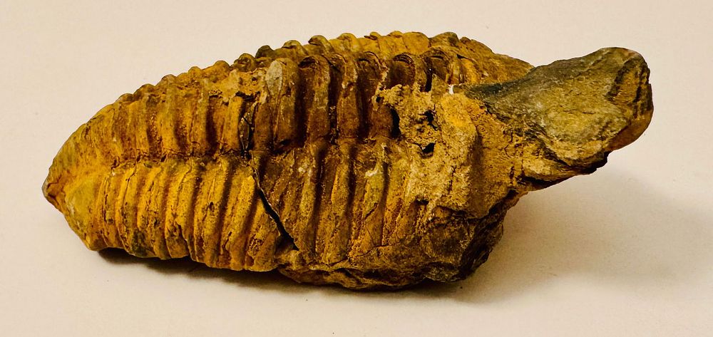 Lot 248: Fossil trilobite ancient specimen