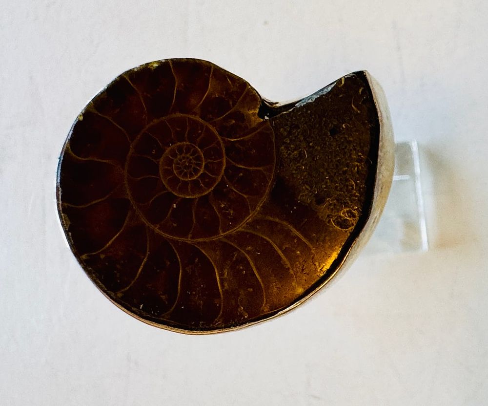 Lot 315: Fossil ammonite sterling ring