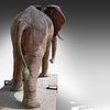 A cast iron sculpture of an African elephant, ca 1900 194 x 300 x 110 cm. (76.3 x 118.1 x 43.3 in.)Image - 5