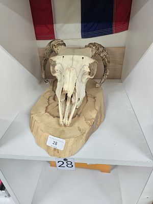 mounted goats skull + horns