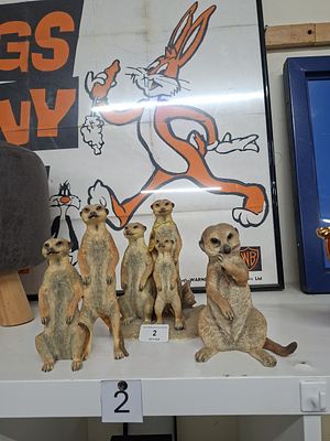 group of meerkats