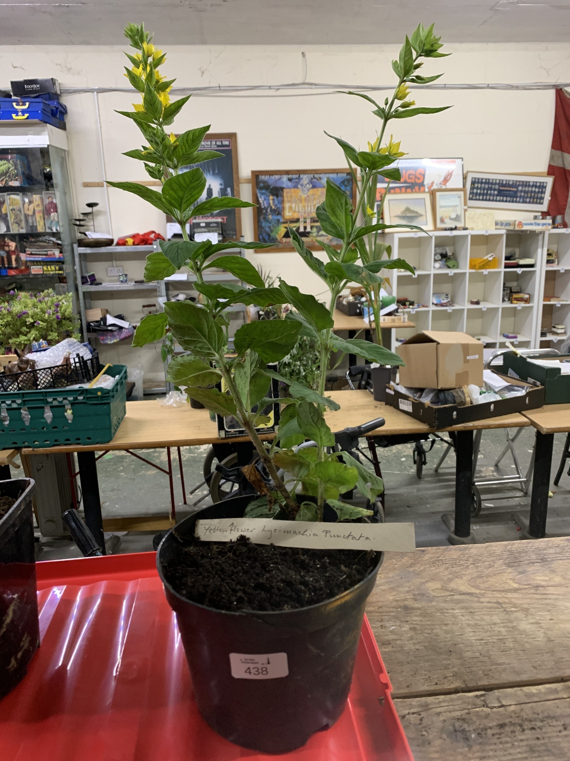 Lot 438