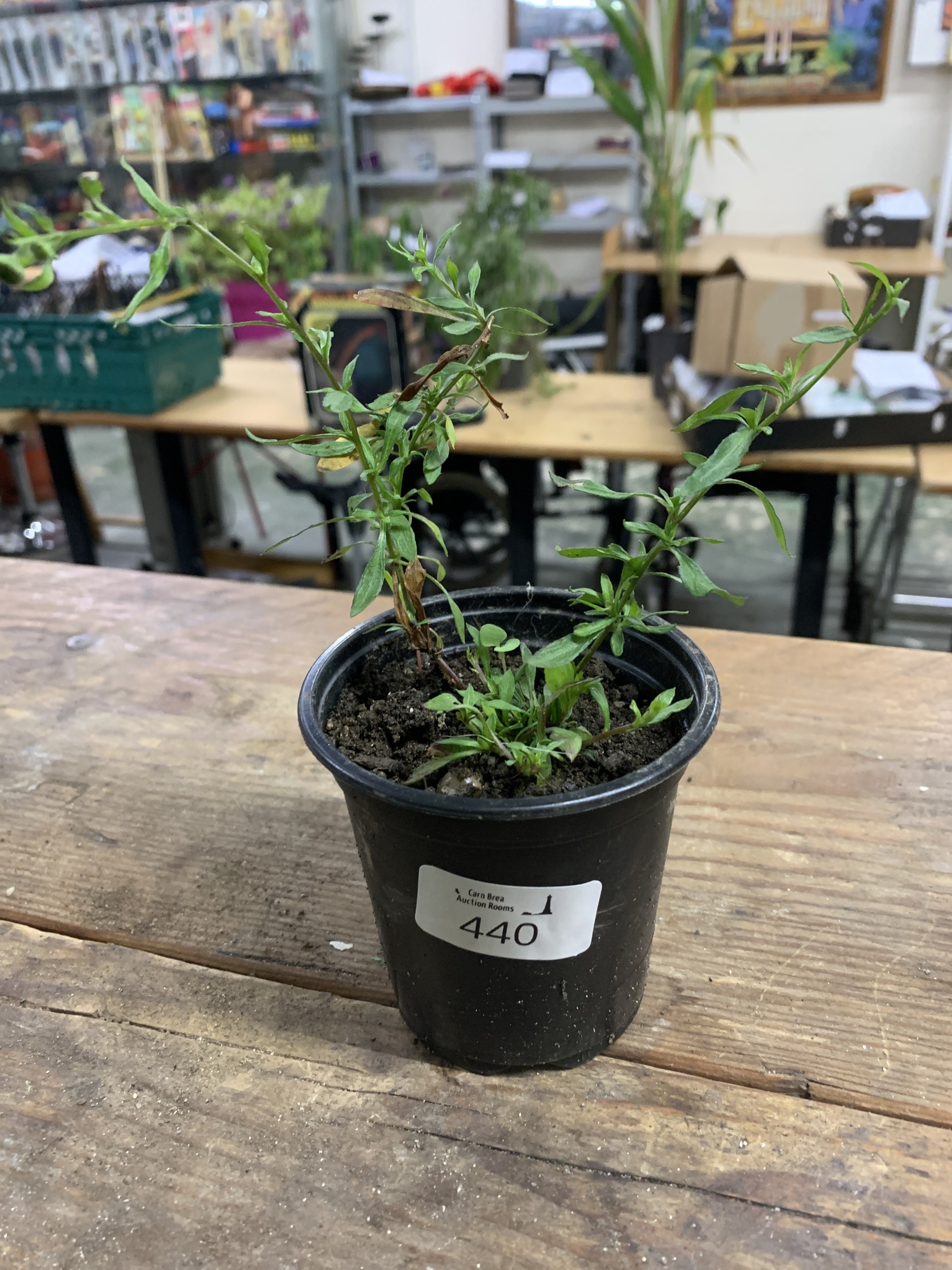 Lot 440