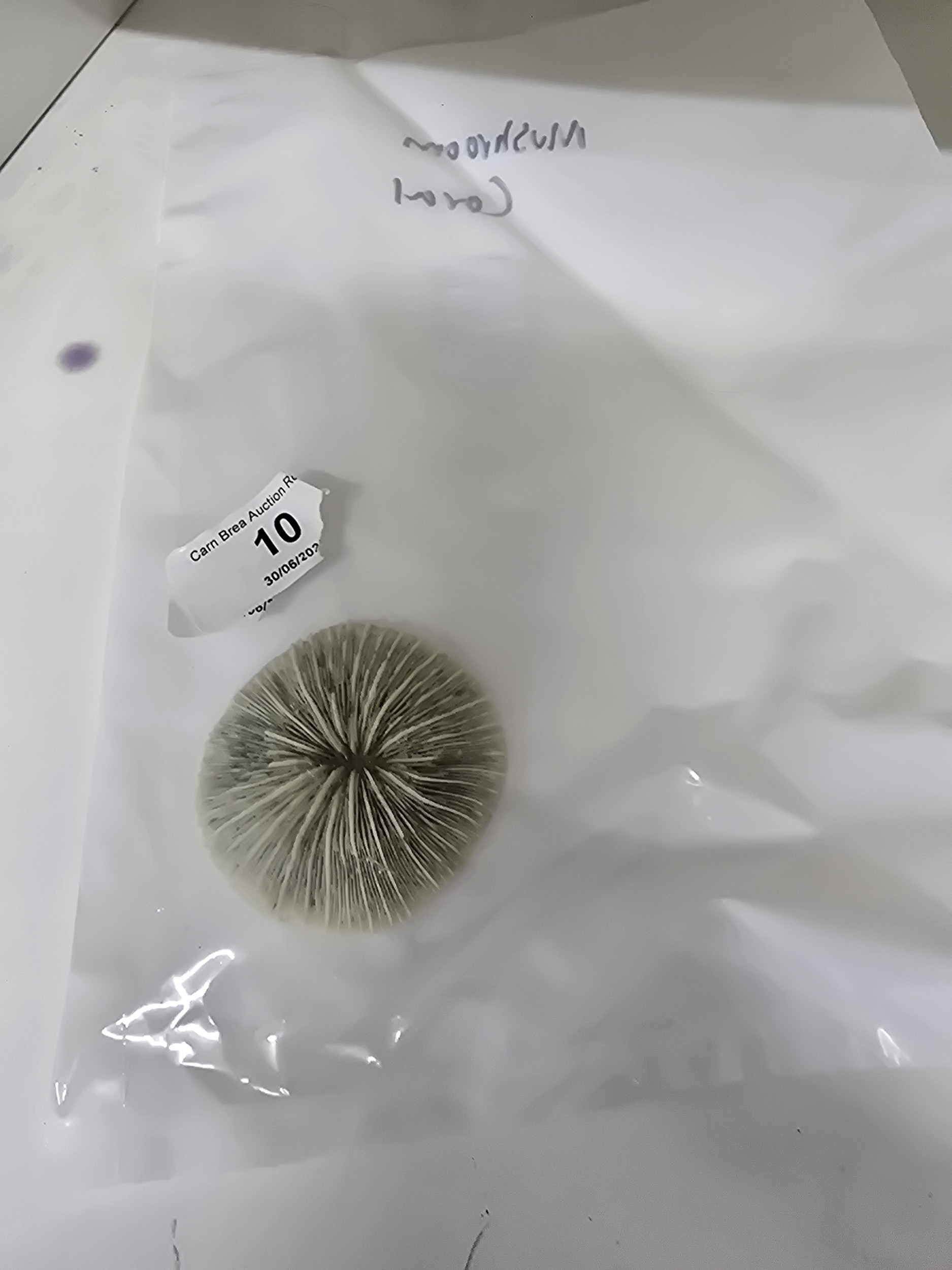 Lot 10