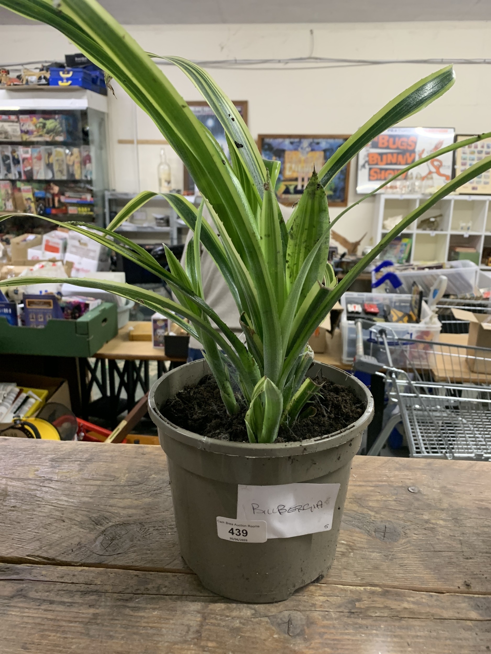 Lot 439