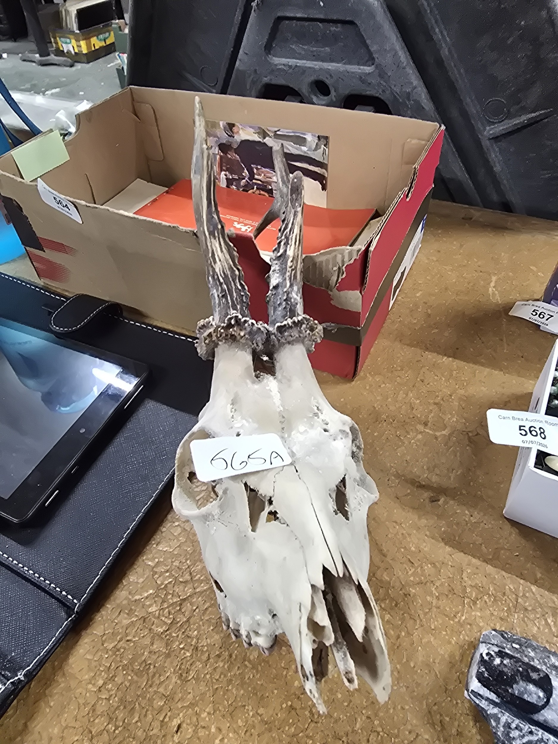 Lot 565a