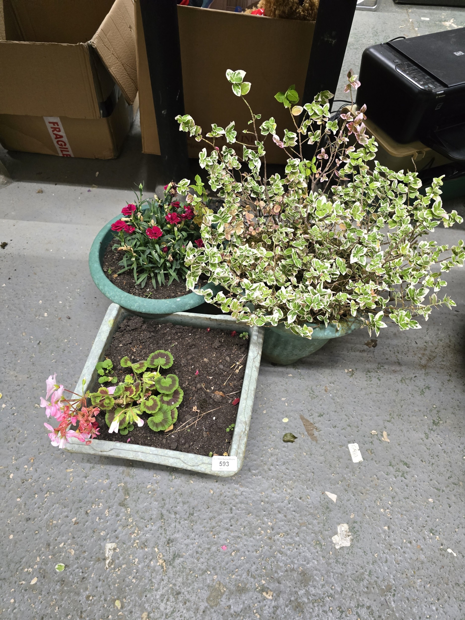 Lot 593