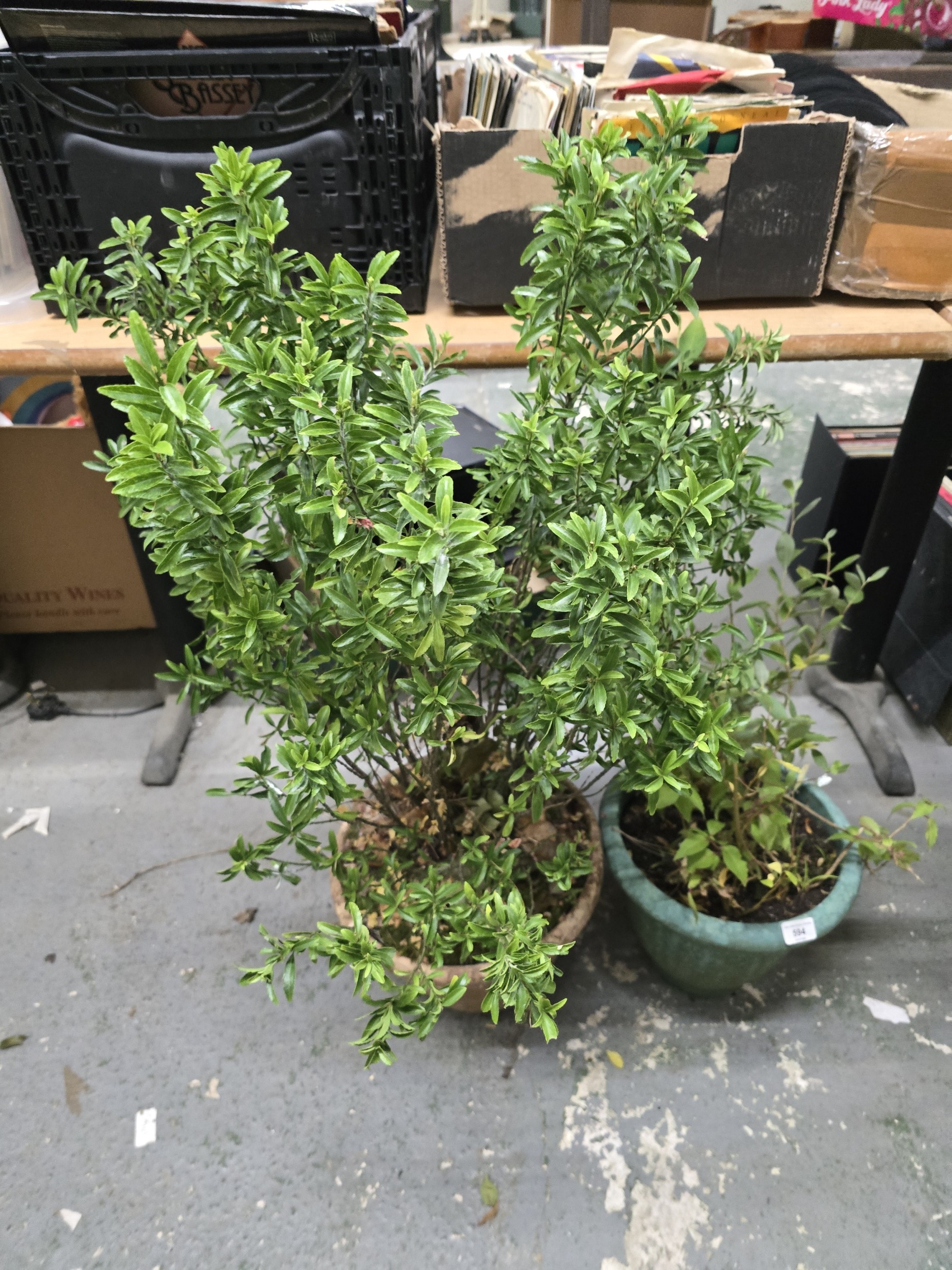 Lot 594