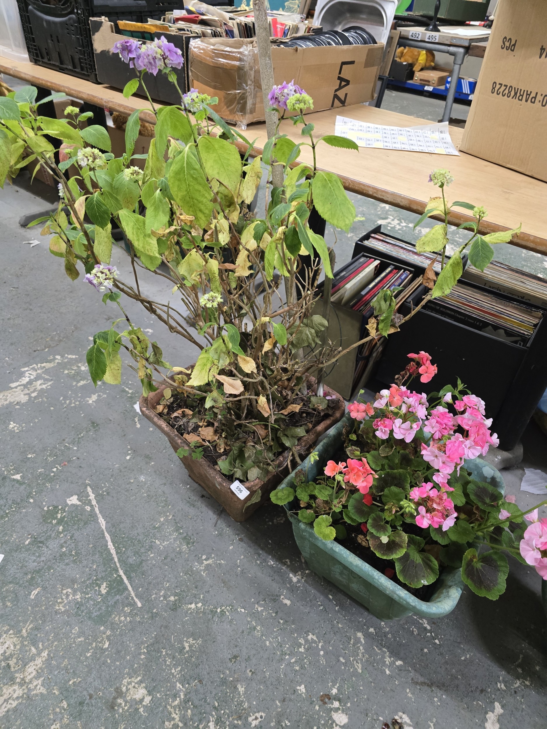 Lot 595