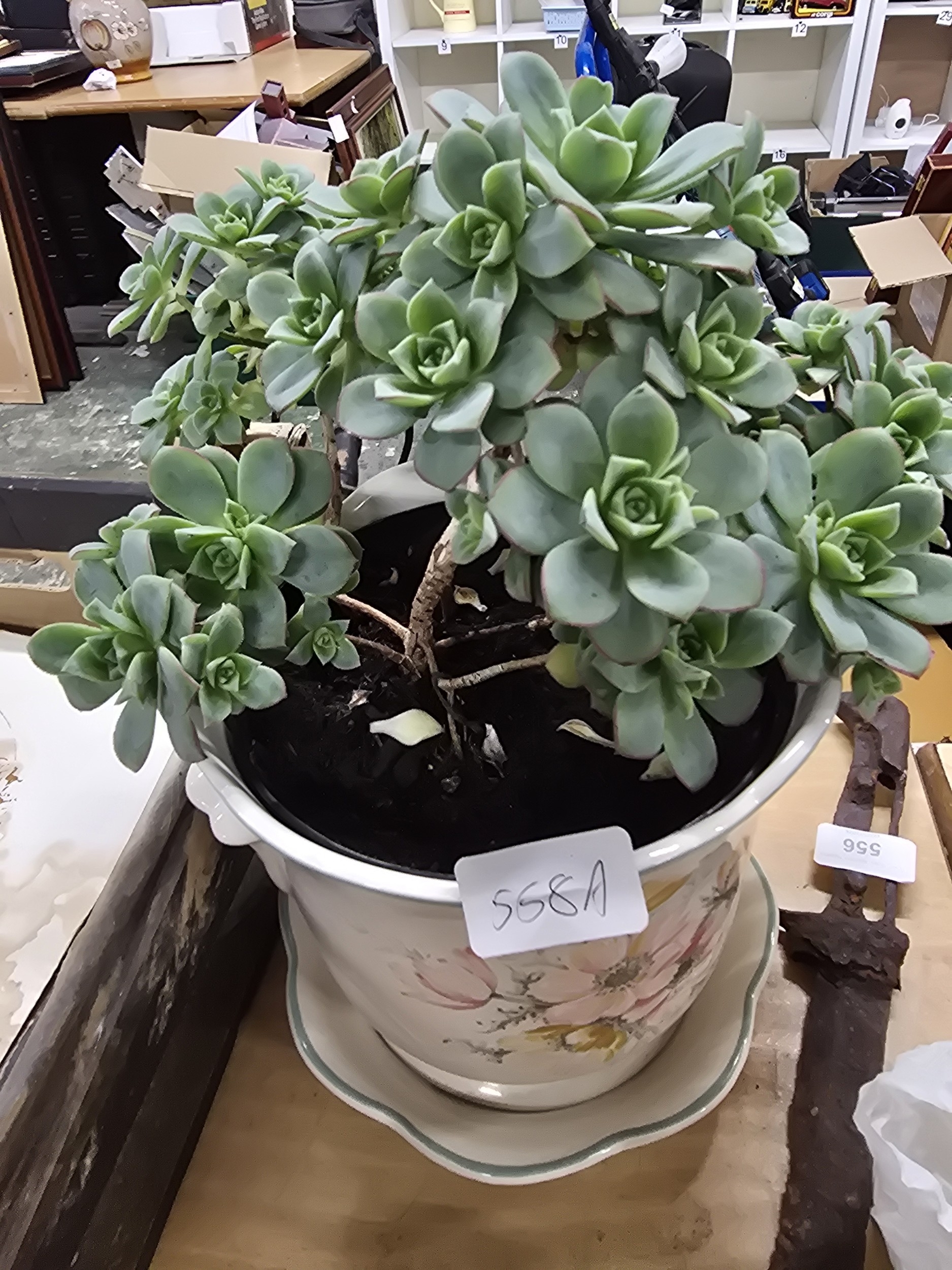 Lot 558a
