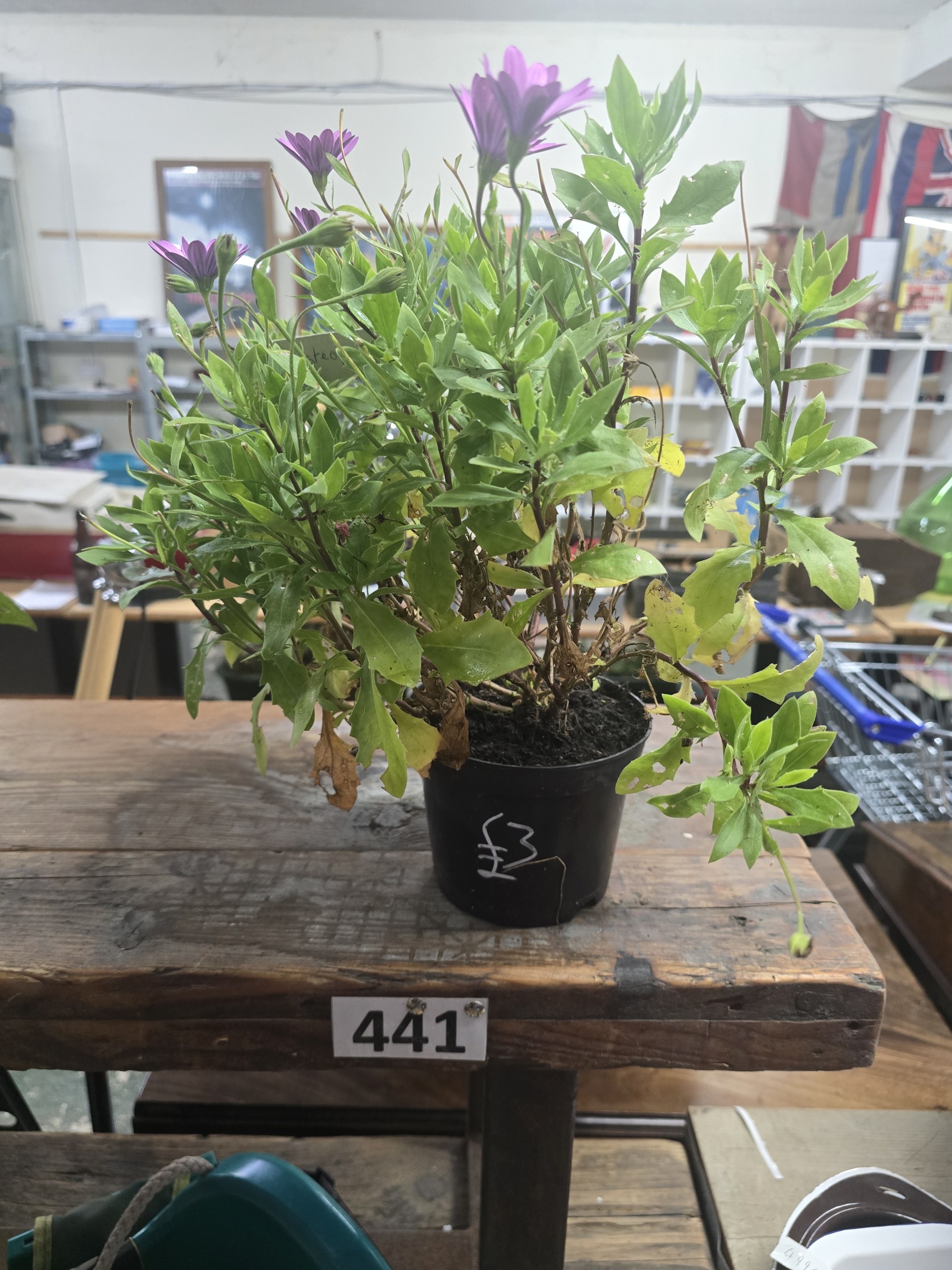 Lot 441