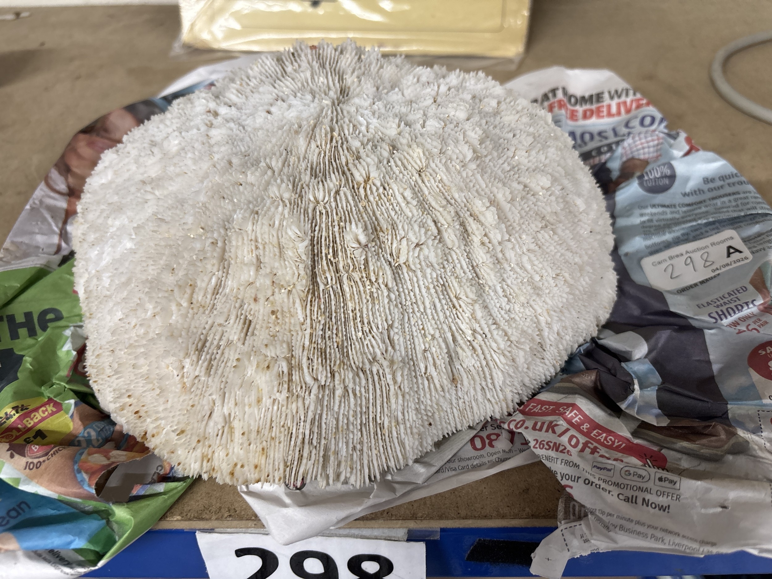 Lot 298a