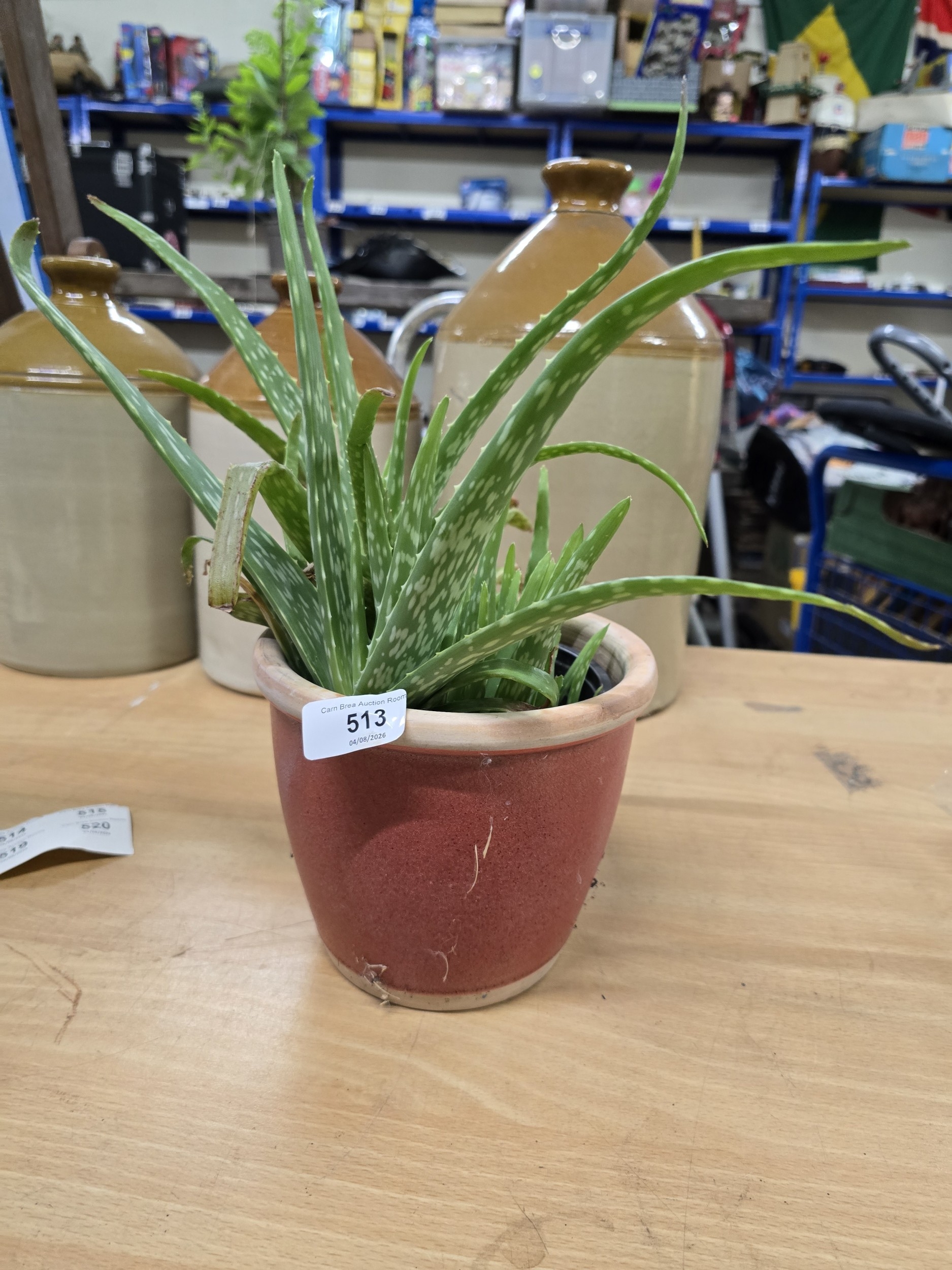 Lot 513