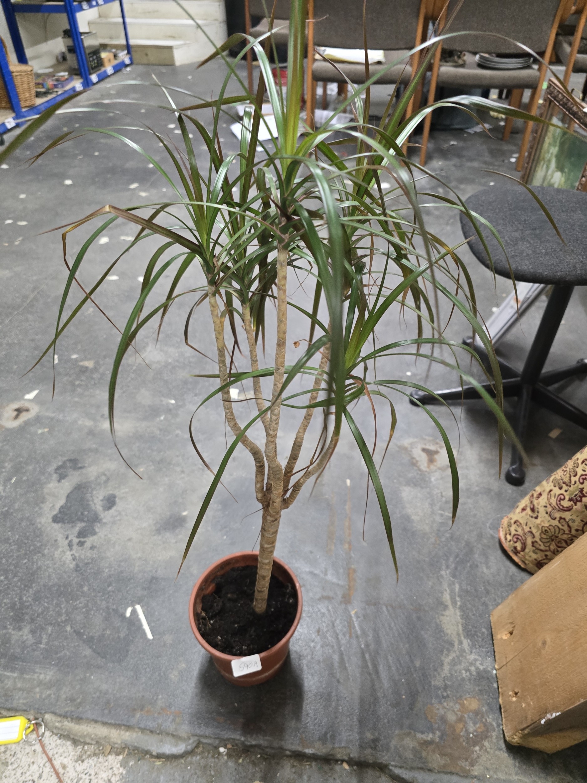 Lot 590a