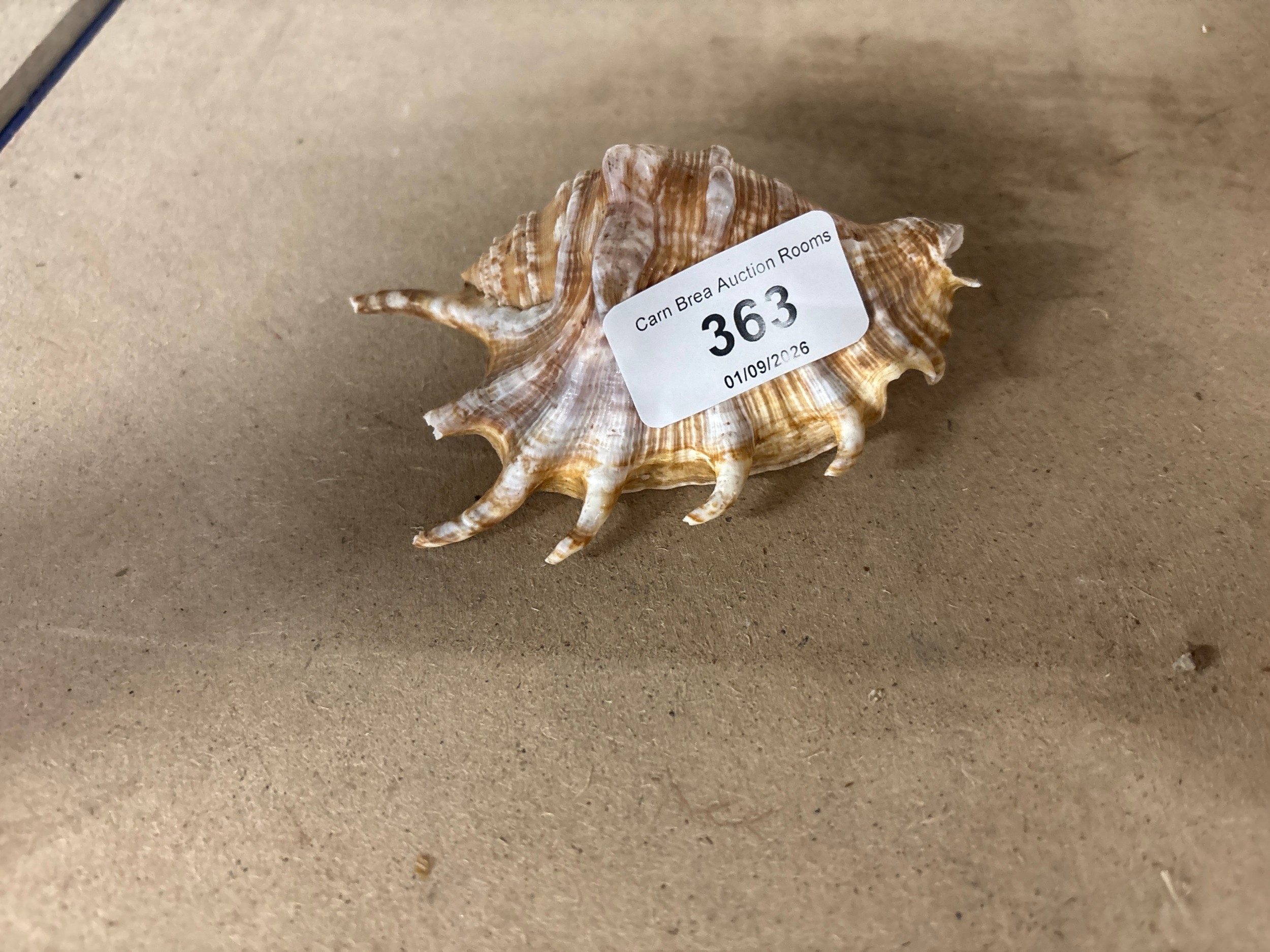 Lot 363