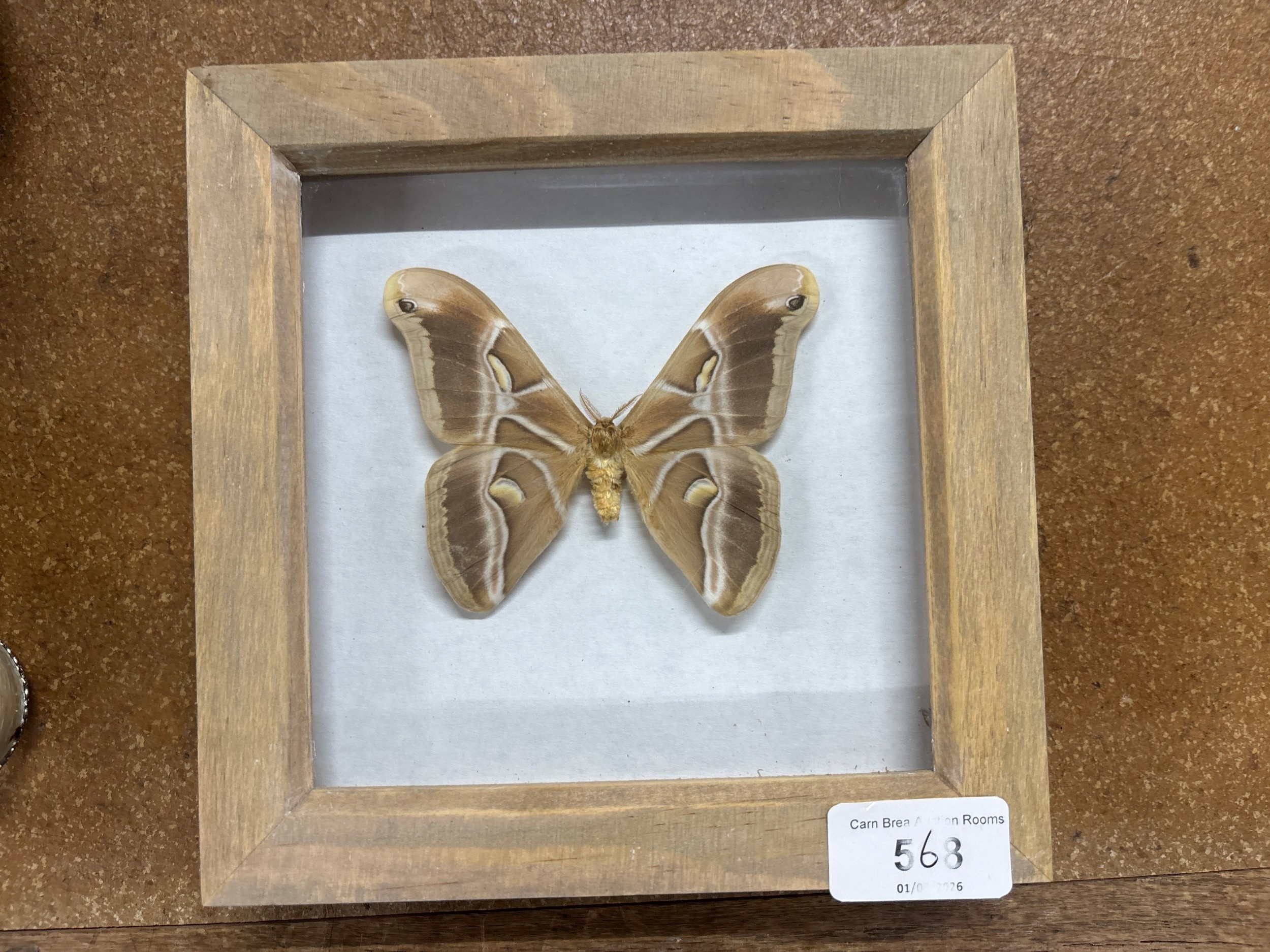 Lot 568