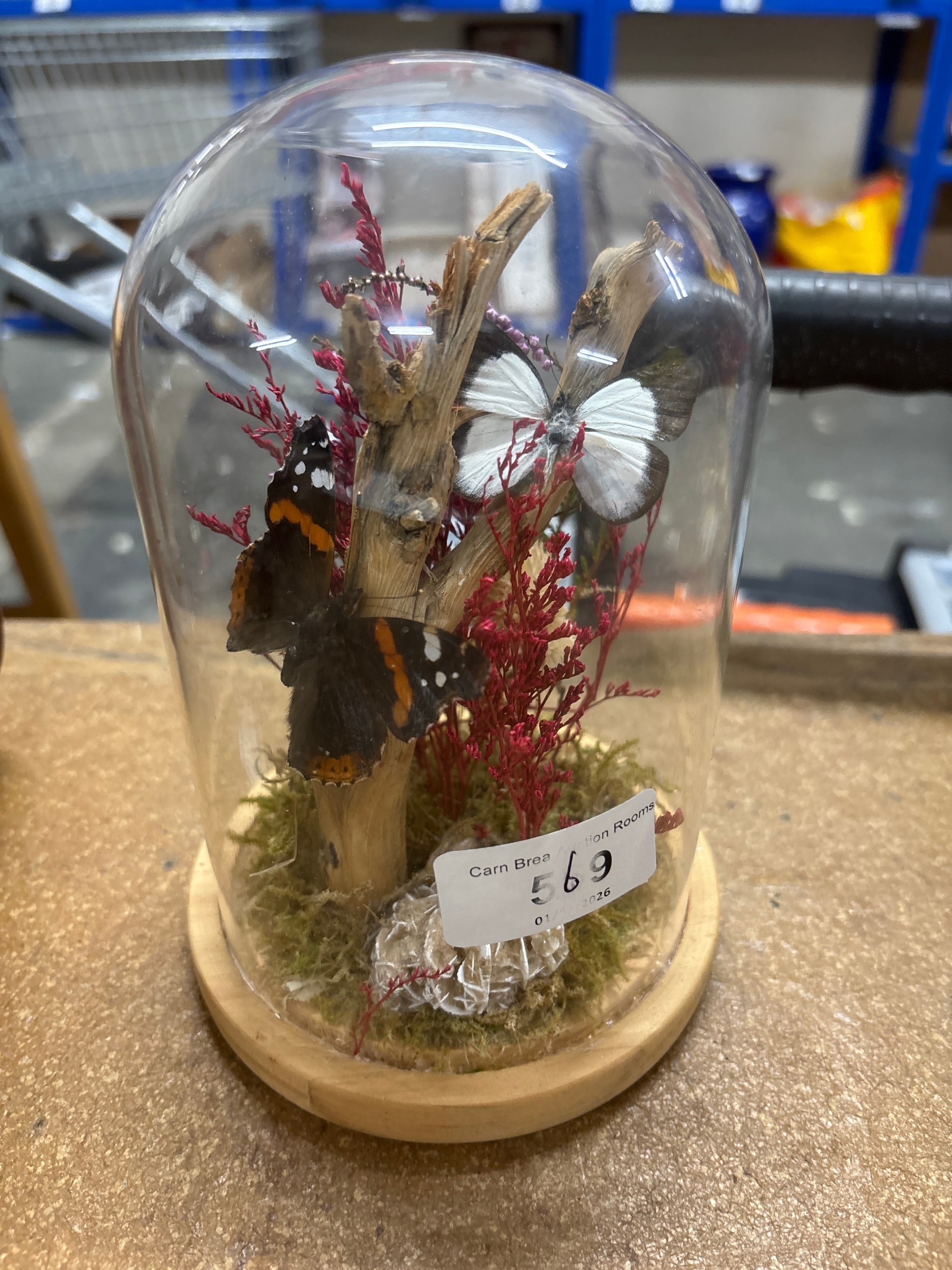 Lot 569